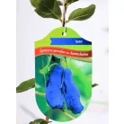 Kamcsatkai mézbogyó Lonicera caerulea Aurora KK2