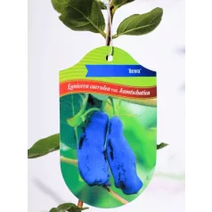 Kamcsatkai mézbogyó Lonicera caerulea Aurora KK2