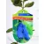 Kamcsatkai mézbogyó Lonicera caerulea Aurora KK2