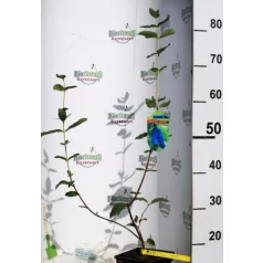 Kamcsatkai mézbogyó Lonicera caerulea Aurora KK2