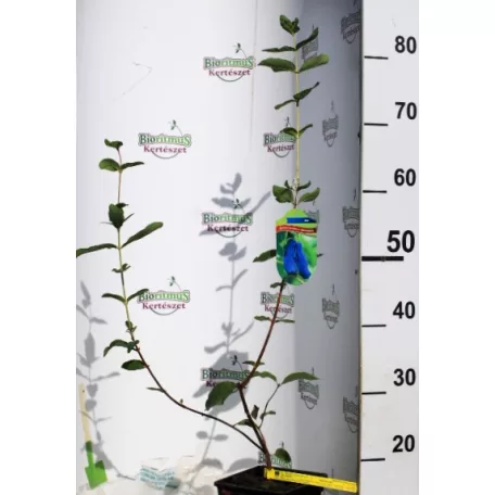 Kamcsatkai mézbogyó Lonicera caerulea Aurora KK2