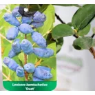 Kamcsatkai mézbogyó Lonicera caerulea Duet KK2