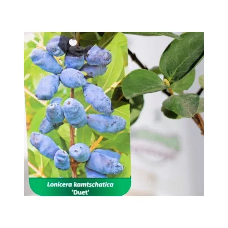 Kamcsatkai mézbogyó Lonicera caerulea Duet KK2