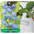 Kamcsatkai mézbogyó Lonicera caerulea Duet KK2