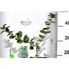 Kamcsatkai mézbogyó Lonicera caerulea Duet KK2