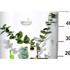Kamcsatkai mézbogyó Lonicera caerulea Duet KK2