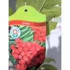 Ehető madárberkenye Sorbus Burka / Sorbaronia Burka 100/125 K3