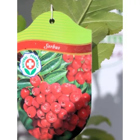 Ehető madárberkenye Sorbus Burka / Sorbaronia Burka 100/125 K3