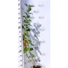Ehető madárberkenye Sorbus Burka / Sorbaronia Burka 100/125 K3