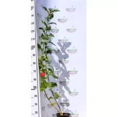   Ehető madárberkenye Sorbus Burka / Sorbaronia Burka 100/125 K3