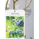 Kék áfonya Vaccinium corymbosum Reka  K2