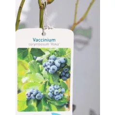 Kék áfonya Vaccinium corymbosum Reka  K2