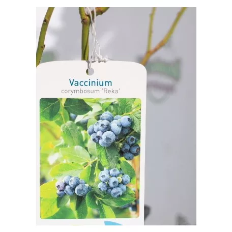 Kék áfonya Vaccinium corymbosum Reka  K2