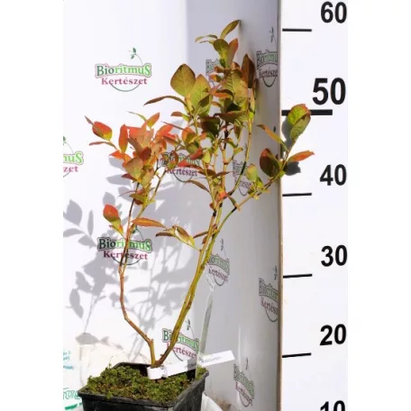 Kék áfonya Vaccinium corymbosum Reka  K2