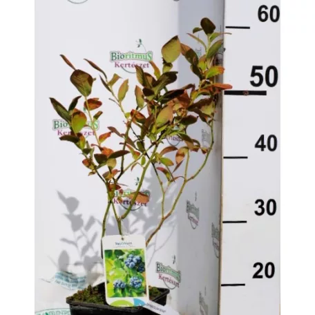 Kék áfonya Vaccinium corymbosum Reka  K2