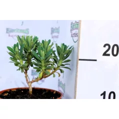   Sűrűlevelű kutyatej Euphorbia characias ssp. characias D15