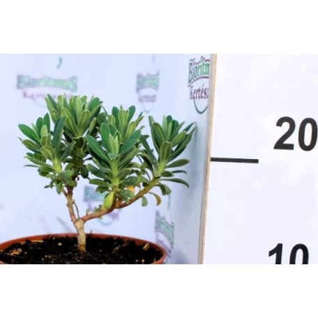 Sűrűlevelű kutyatej Euphorbia characias ssp. characias D15