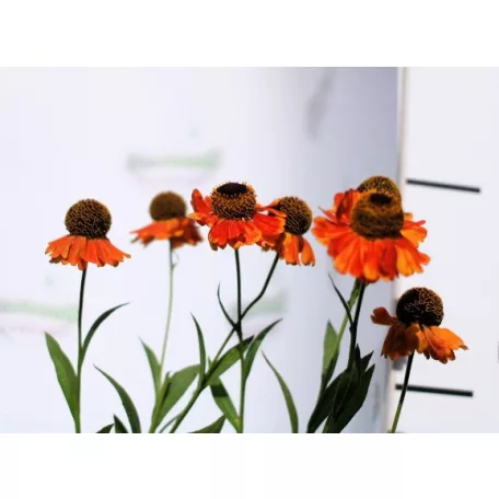 Őszi napfényvirág Helenium Sahin's Early Flowerer D14