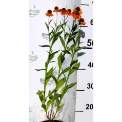   Őszi napfényvirág Helenium Sahin's Early Flowerer D14