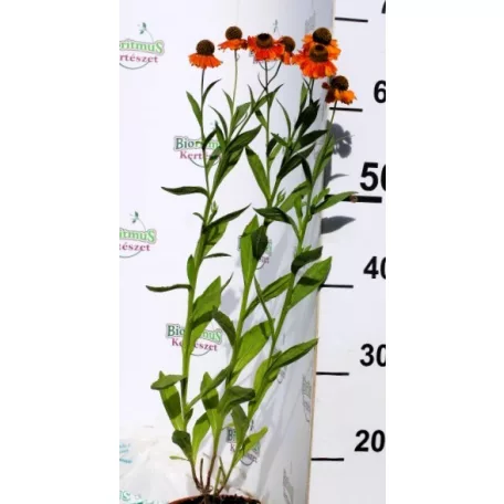 Őszi napfényvirág Helenium Sahin's Early Flowerer D14