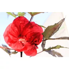   Mocsári hibiszkusz Hibiscus moscheutos Carousel Pink Candy D17