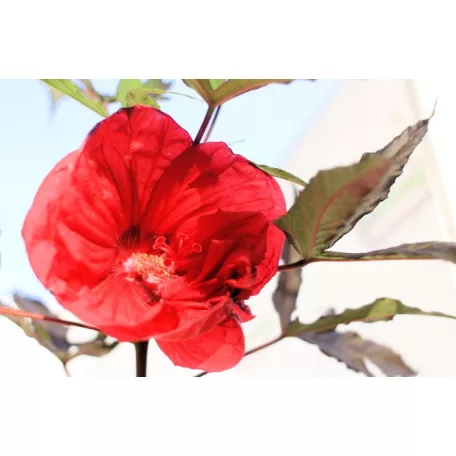 Mocsári hibiszkusz Hibiscus moscheutos Carousel Pink Candy D17