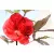 Mocsári hibiszkusz Hibiscus moscheutos Carousel Pink Candy D17
