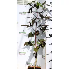   Mocsári hibiszkusz Hibiscus moscheutos Carousel Pink Candy D17