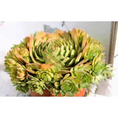 Kövirózsa Sempervivum Chick Charms Giants Gold Mine D1