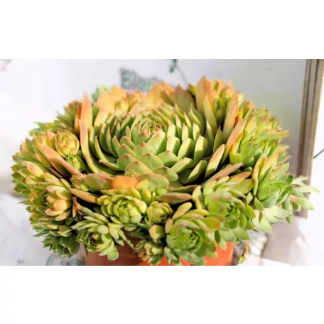 Kövirózsa Sempervivum Chick Charms Giants Gold Mine D1