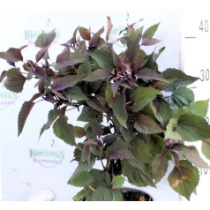   Bordó levelű sédkender / Ráncos levelű sédkender Eupatorium rugosum Chocolate 14 cm cs