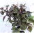Bordó levelű sédkender / Ráncos levelű sédkender Eupatorium rugosum Chocolate 14 cm cs