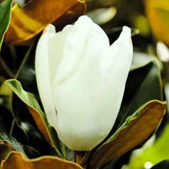   Fehér virágú örökzöld magnólia Magnolia grandiflora Gallisoniensis 8/10 25lk