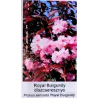 Bordó levelű japán díszcseresznye Prunus serrulata Royal Burgundi 12 KF