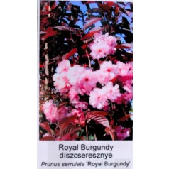   Bordó levelű japán díszcseresznye Prunus serrulata Royal Burgundi 12 KF