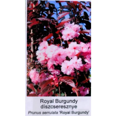 Bordó levelű japán díszcseresznye Prunus serrulata Royal Burgundi 12 KF
