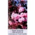 Bordó levelű japán díszcseresznye Prunus serrulata Royal Burgundi 12 KF
