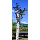 Bordó levelű japán díszcseresznye Prunus serrulata Royal Burgundi 12 KF