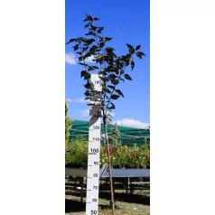   Bordó levelű japán díszcseresznye Prunus serrulata Royal Burgundi 12 KF