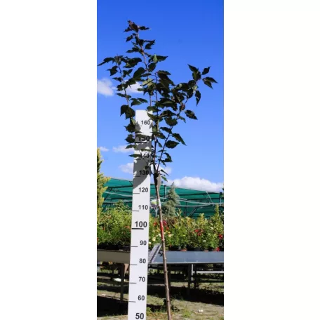 Bordó levelű japán díszcseresznye Prunus serrulata Royal Burgundi 12 KF