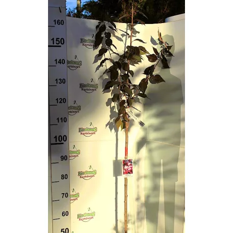 Bordó levelű japán díszcseresznye Prunus serrulata Royal Burgundi 12 KF