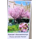 Rózsaszín virágú japán díszcseresznye Prunus serrulata Kansan 12 KF