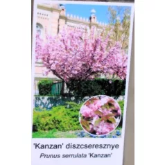   Rózsaszín virágú japán díszcseresznye Prunus serrulata Kansan 12 KF