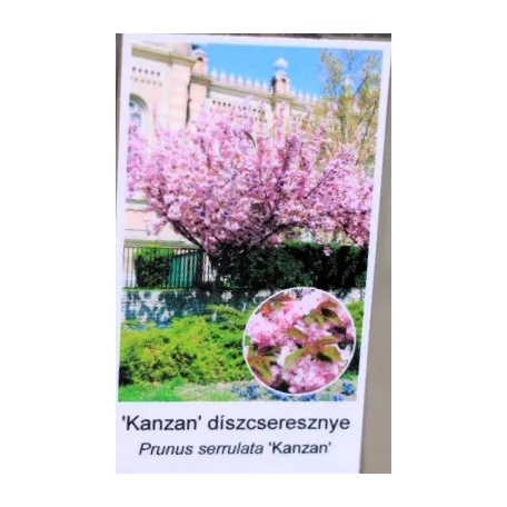 Rózsaszín virágú japán díszcseresznye Prunus serrulata Kansan 12 KF