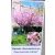 Rózsaszín virágú japán díszcseresznye Prunus serrulata Kansan 12 KF