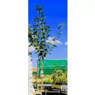 Rózsaszín virágú japán díszcseresznye Prunus serrulata Kansan 12 KF