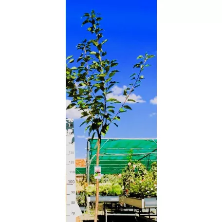Rózsaszín virágú japán díszcseresznye Prunus serrulata Kansan 12 KF