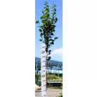 Sárga vesszős nagylevelű hársfa Tilia platyphyllos Yellow 12-15 KF