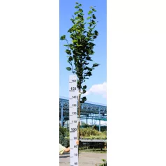   Sárga vesszős nagylevelű hársfa Tilia platyphyllos Yellow 12-15 KF
