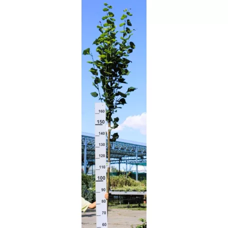 Sárga vesszős nagylevelű hársfa Tilia platyphyllos Yellow 12-15 KF